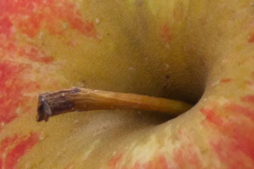 Champion-Apfel – Sorte aus der Baumschule G.T. Cebotari