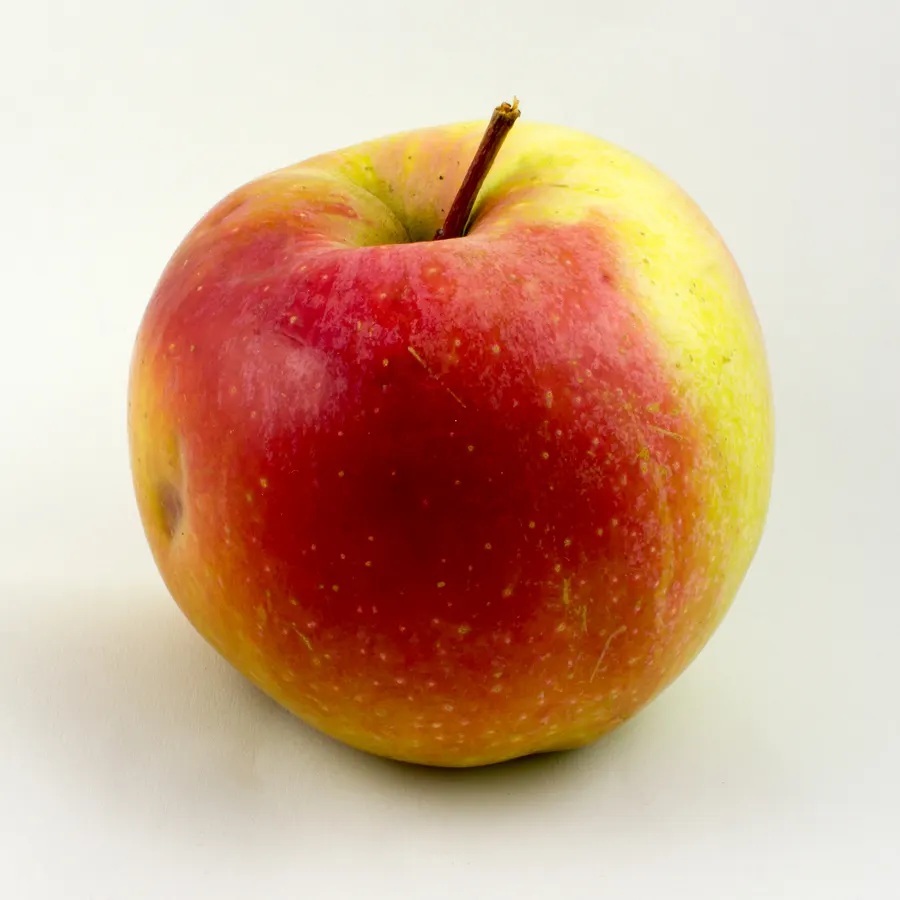 Gala-Apfel – Sorte aus der Baumschule G.T. Cebotari