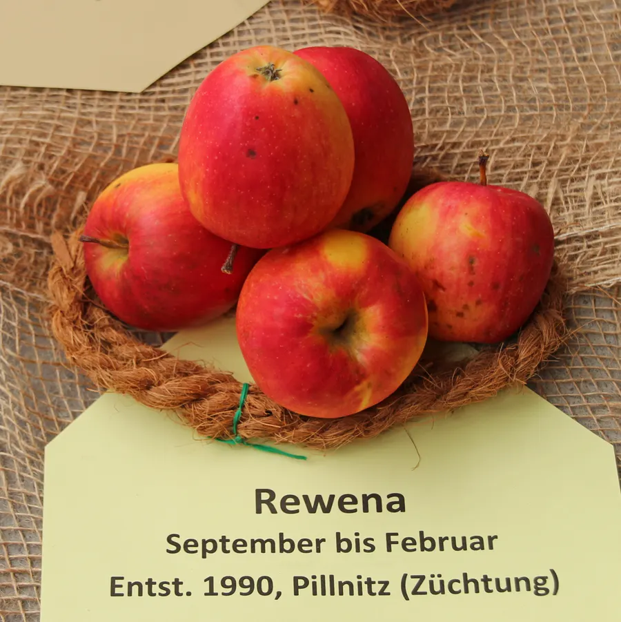Rewena apples – variety available at G.T. Cebotari nursery
