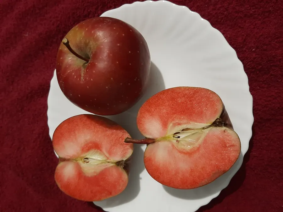 Slava-Peremozhtsiam-Apfel – Sorte aus der Baumschule G.T. Cebotari